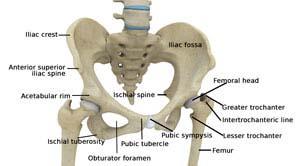 Hip Anatomy 